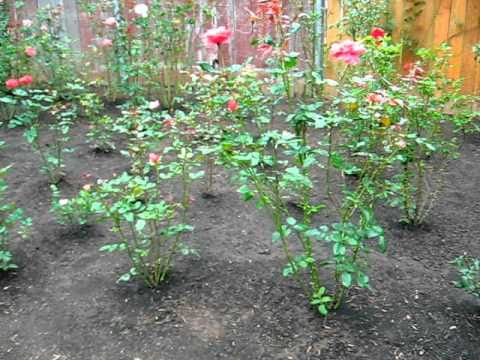 Rose Garden Planning Home Gardening Rose Garden Designs On Hips And Panorama