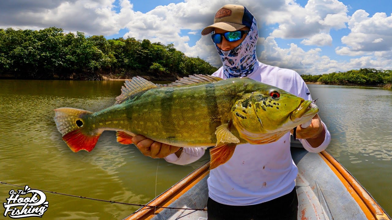 Top Water Fishing For Monster Peacock Bass Part 1 