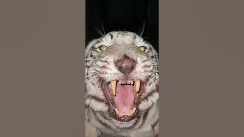 Thumbnail of The powerful roar of a Siberian tiger