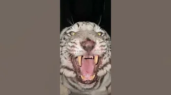 The powerful roar of a Siberian tiger The powerful roar of a Siberian tiger