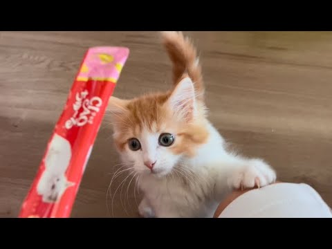 子猫に「ちゅ～る」をあげてみました【スコティッシュフォールド】