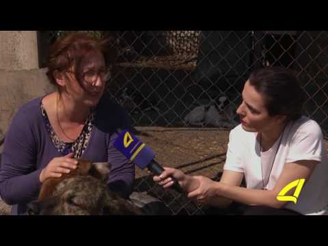 მოკლული ცხოველები და დაუსჯელი დამნაშავეები 23 -06 -2017