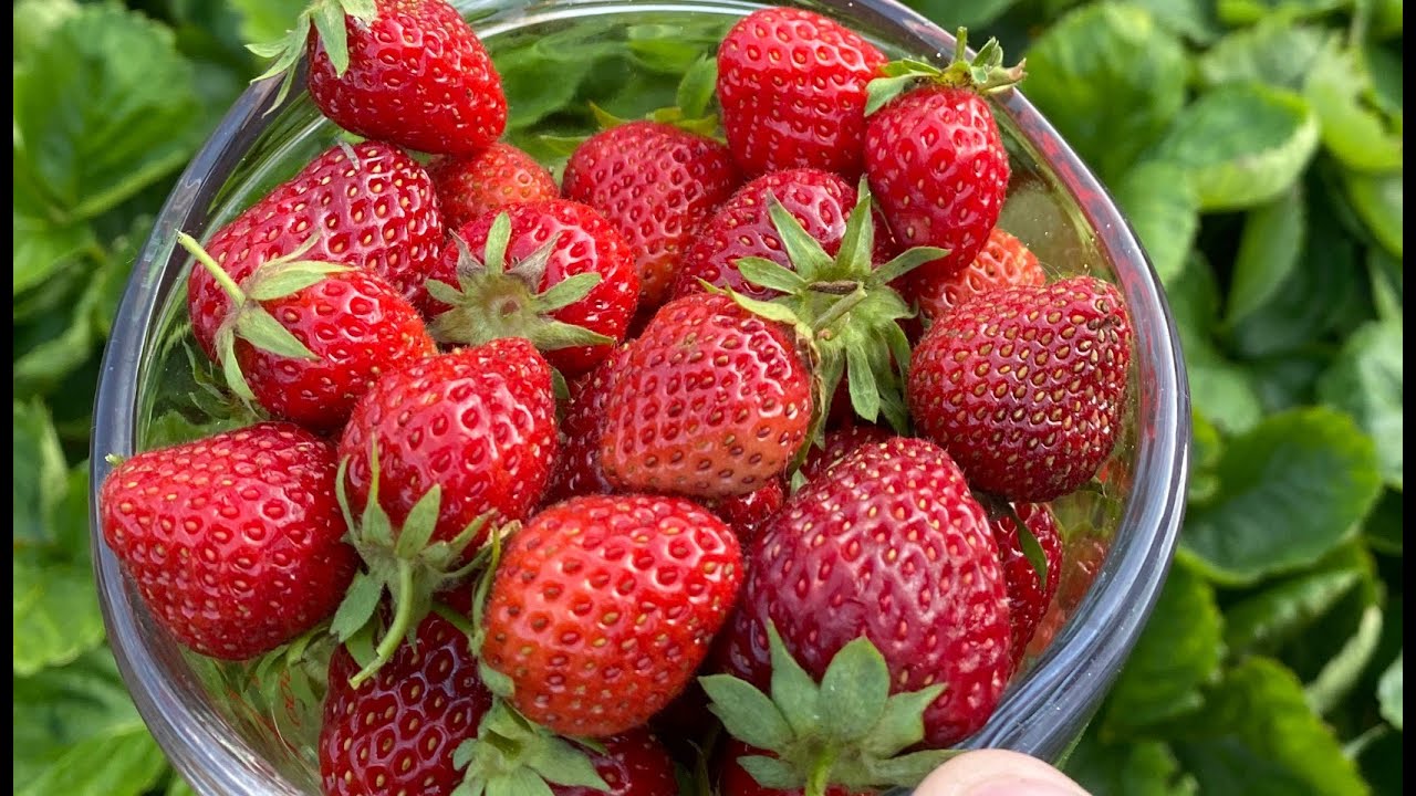 How to Grow Perfect Strawberries in Raised Beds SugarFree Jam Recipe