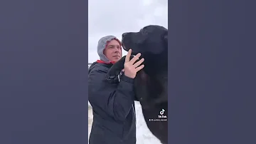 Купить щенка алабая в питомнике СУРДАН КАРАШ