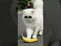 "Dancing Cat Goes Viral 😂🐱 | Funniest Cat Dance Ever!"