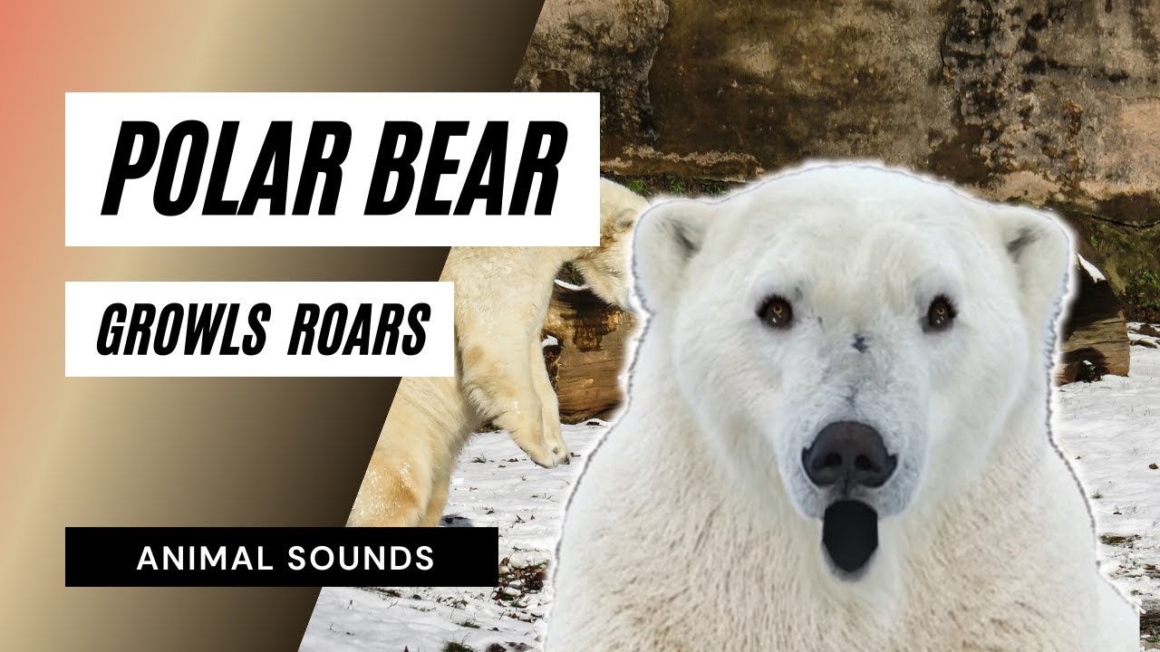 BEAR SOUND EFFECTS - Bear Roaring and Growling Sound 