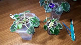 видео: Погибла точка роста у фиалки. В чем причина, и что делать дальше? картинка: Погибла точка роста у фиалки. В чем причина, и что делать дальше?