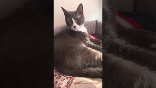 #Алмазик#АлмазМихайлович#Алмазчиккотосын