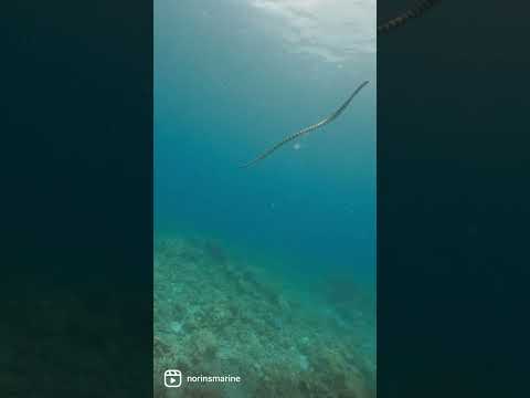 石垣島のウミヘビが息継ぎをして海面から戻ってくる