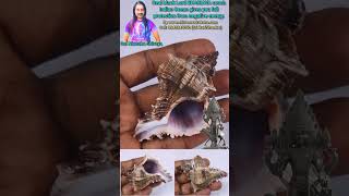 Real black Lord BHAIRAVA conch Indian Ocean gives you full protection from negative energy.