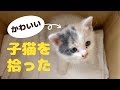 かわいい子猫を拾った。「ぽてと」と名付けて一緒に暮らすことに！