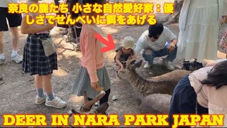 『フィアレス・フィーダー 愛に満ちた少女の心』nara deer park japan