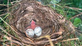 Baby cardinal being hatched