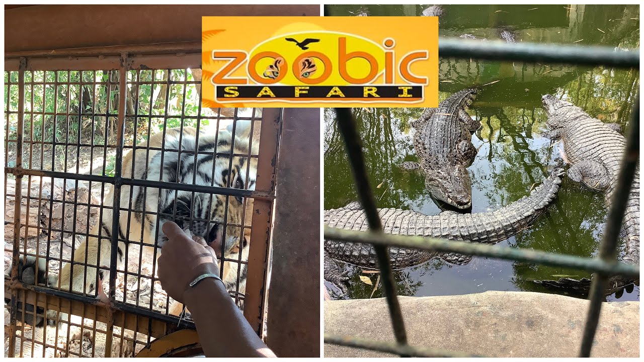 Zoobic Safari Adventure Part 1: Sheena Tiger Close Encounter | Lion Encounter Croco Loco Crocodile