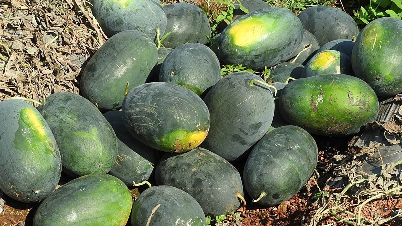 Watermelon Harvesting | Amazing Watermelon Farming Techniques in India