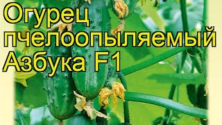 Огурец Азбука (Огурец). Краткий обзор, описание характеристик, где купить семена cucumis sativus