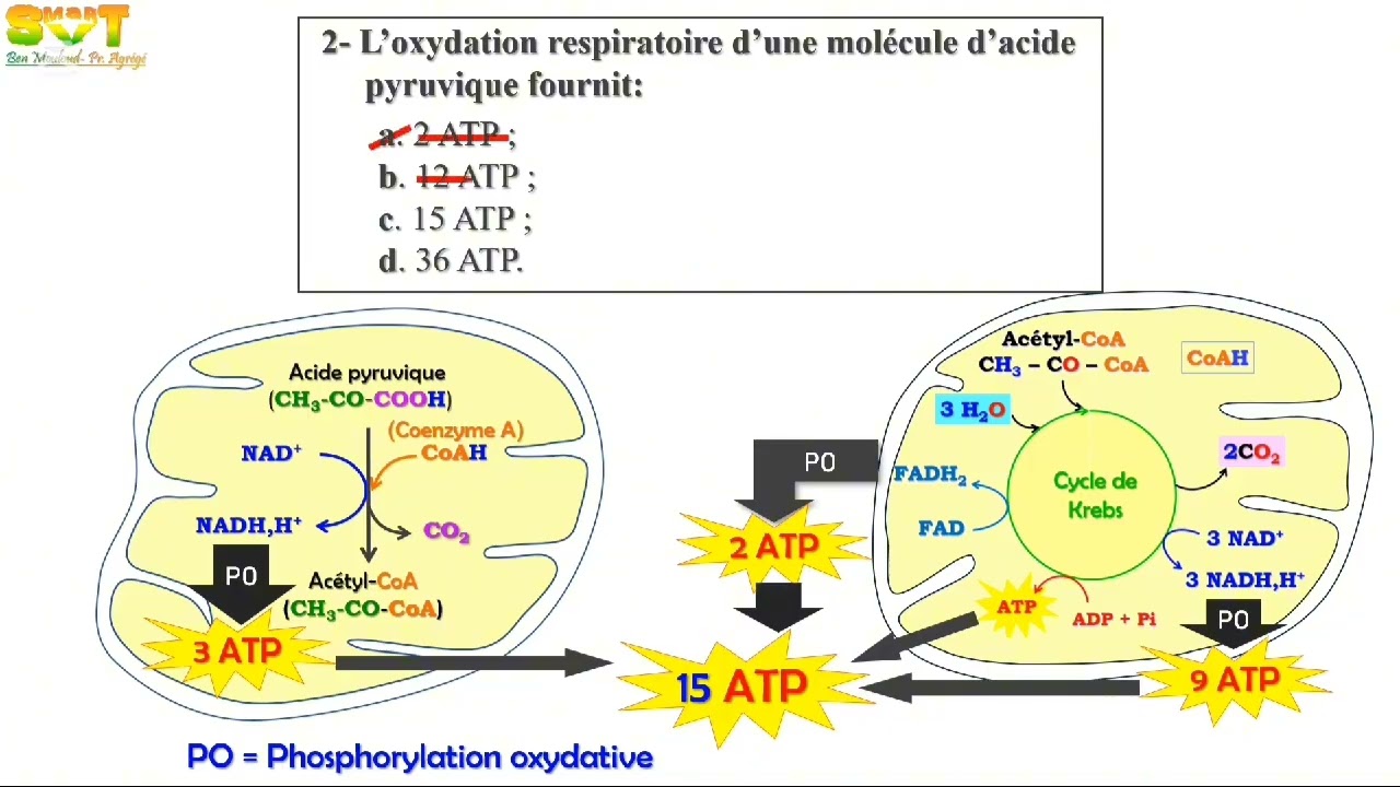 Correction examen national 2021 ATP + muscle 2bac SP et SVT #exam 
