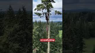 Why Logging is One of History’s Hardest Jobs 🌲🪓 | History 101