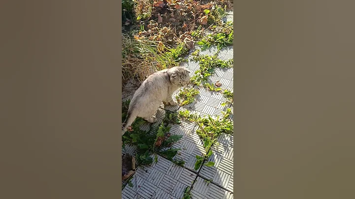 Video 11312411: funny cat british, funny cat talking, garden funny cat, cat travel, cat walking funny