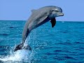 Delfin sonido