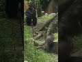 Distance b/w a gorilla couple: Momoko & Haoko
