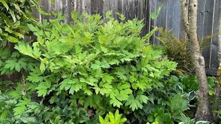 Will They Rebloom Bleeding Hearts  June 19, 2021