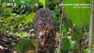 WILD | Büyük Kediler - Tayland'ın Vahşi Kedileri Resimi