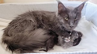 Proud Mother Cat Shows Her Newborn Kittens!