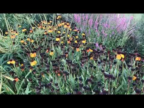 Video: Kuidas saada hortensia õitsema – miks mu hortensiad ei õitse