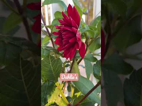 Video: Dahlias Ekish