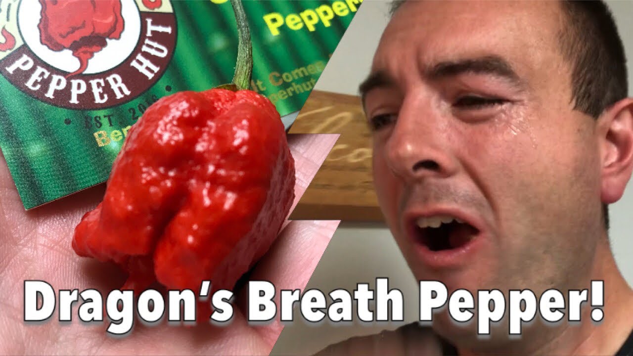Dragon S Breath Pepper Challenge Carolina Reaper Knock Off Youtube