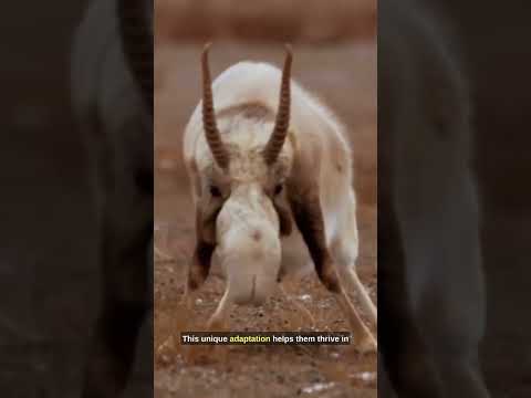 Saiga Antelope: The Nose That Knows Survival  #facts #fact #subscribe