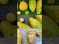 Lemon Result Of Experiment On Bijora Lemon Which Is Best For Kidney Stones Technical Garden S Lemon Result Of Experiment On Bijora Lemon Which Is Best For Kidney Stones Technical Garden S