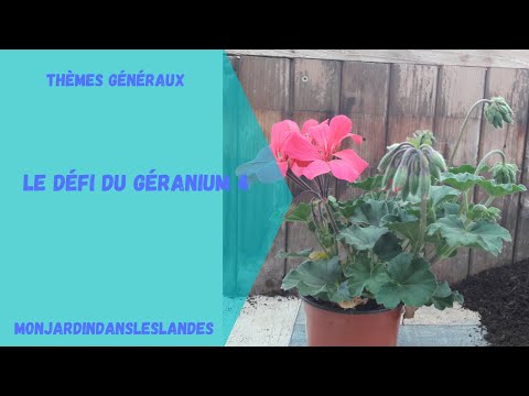 Vidéo: Élagage des géraniums - Comment pincer les géraniums pour une meilleure croissance