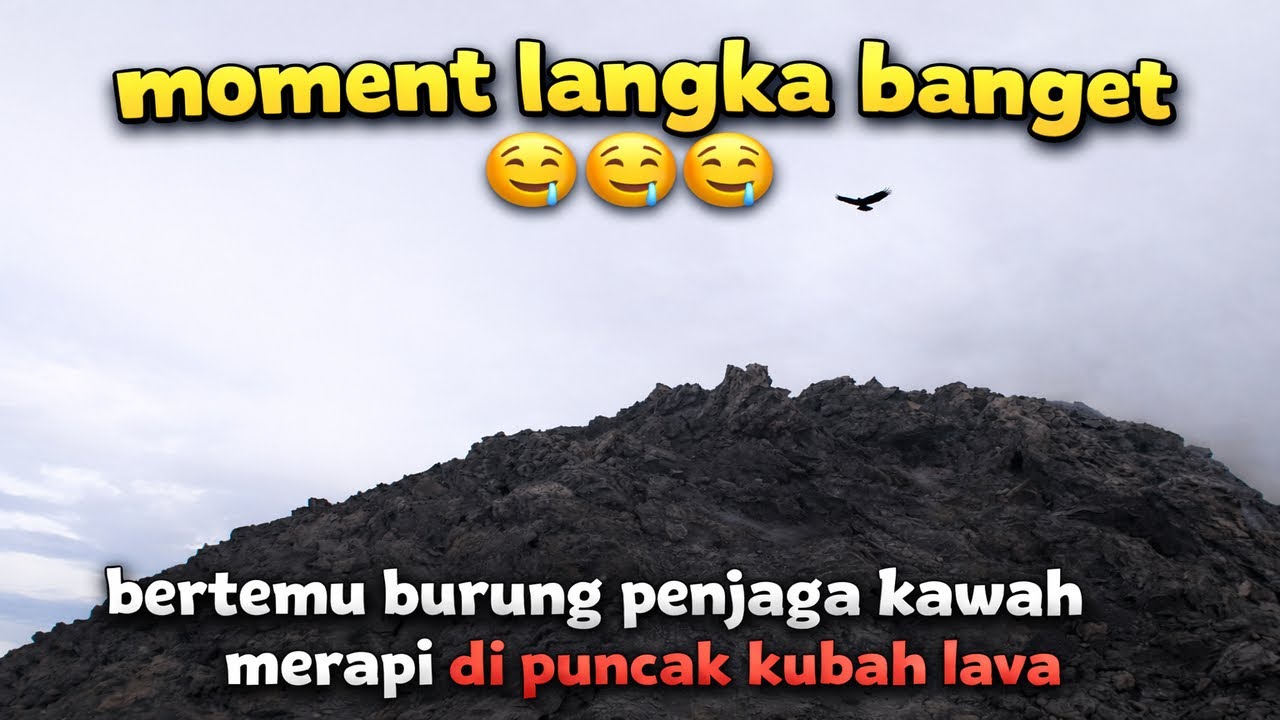 MOMENT SUPER LANGKA 😍BERTEMU BURUNG PENJAGA KAWAH MERAPI 😱DIPUNCAK KUBAH LAVA 😱BURUNG APA INI? 😳😳😳