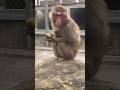 Qたろうにホントのジュニアが誕生⁉️🐒
