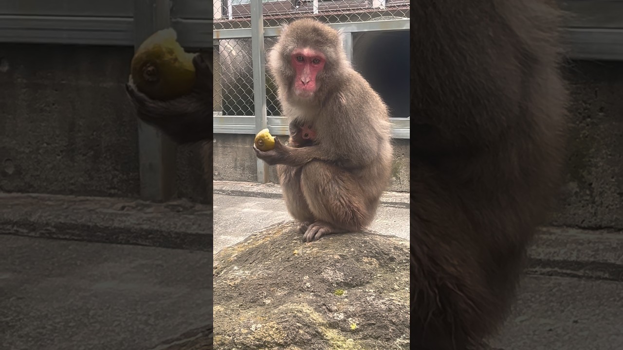 Qたろうにホントのジュニアが誕生⁉️🐒