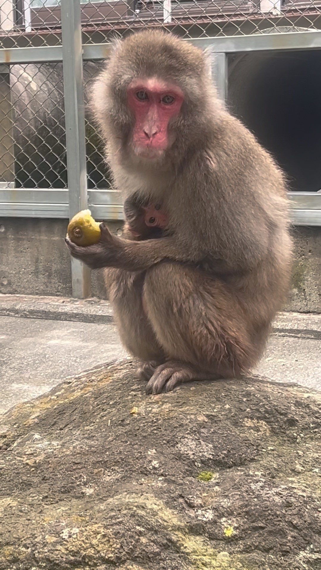 Monkey Suo 周防猿まわしの会 Channnel - YouTube