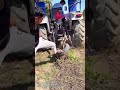 トラクターを使って木の切り株を引き抜く作業