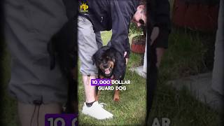$10,000 vs $250,000 Guard Dogs - Which is Worth the Woof