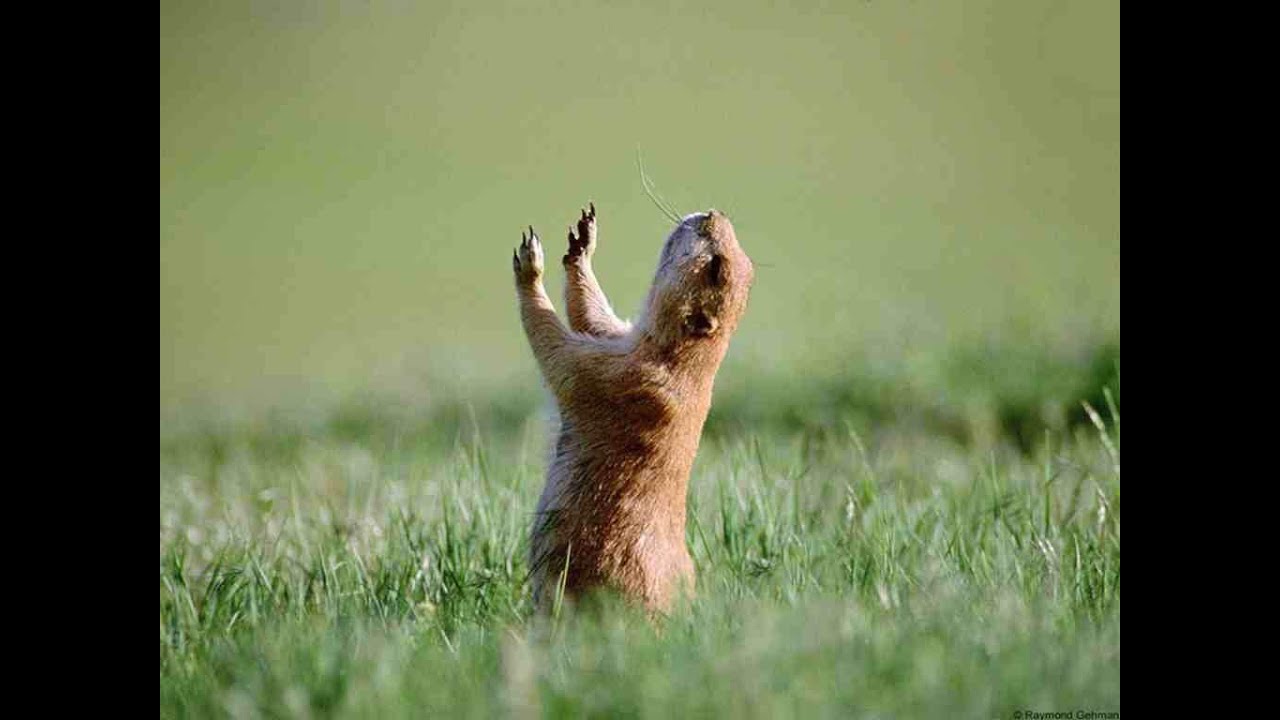 Мирпозитива ру картинки