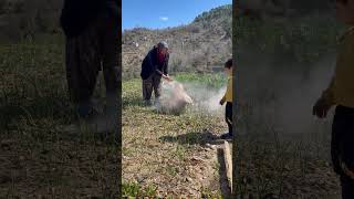 Sarımsak Nasıl Bakılır