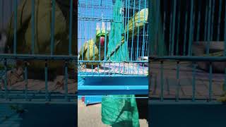 CHITRA GOTI PARROT TALKING 🦜#paroot#funnyanimal#shorts