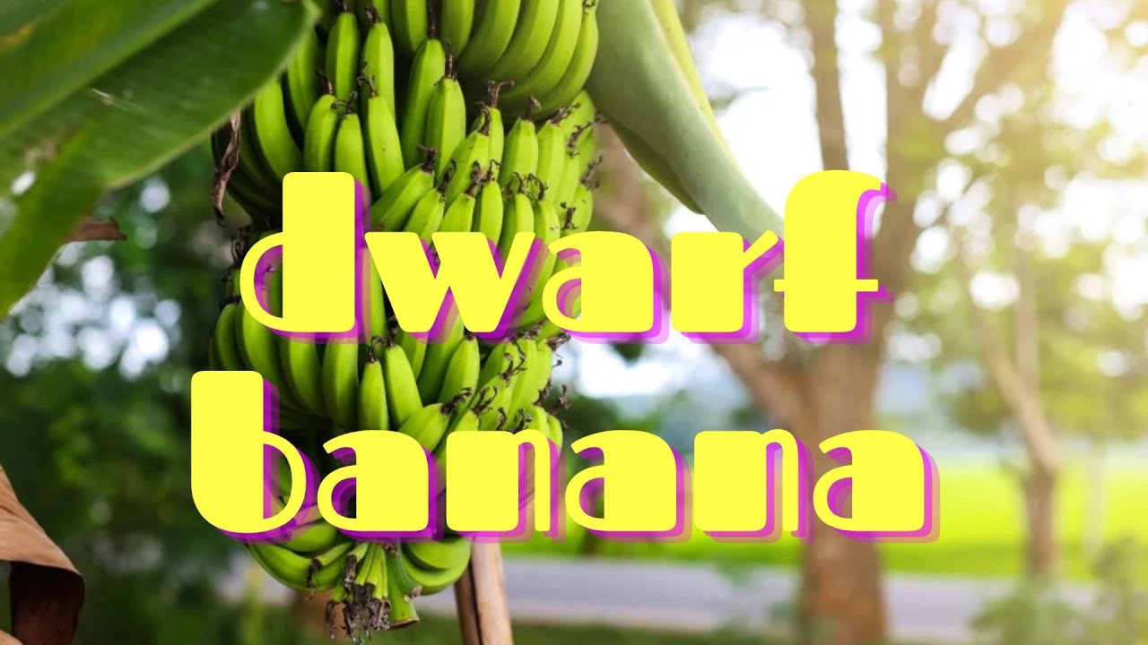How To Plant Dwarf Cavendish Bananas In Zone 9A YouTube