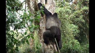 The Descent of Gorilla. Heavyweight family of Grauer&#39;s Gorillas slides down from forest canopy feast