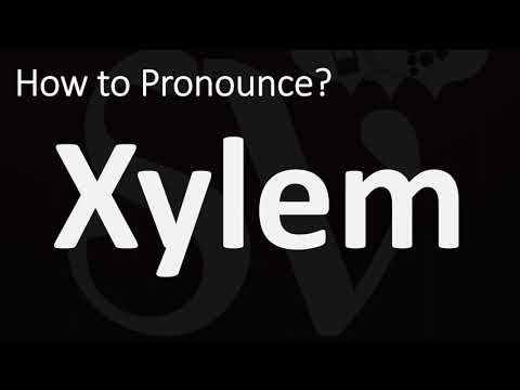 How to Pronounce Xylem? (CORRECTLY)