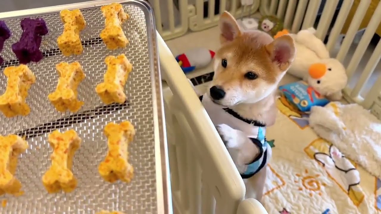 狗狗爱吃的健康零食大公开，简单易学，健康又美味！