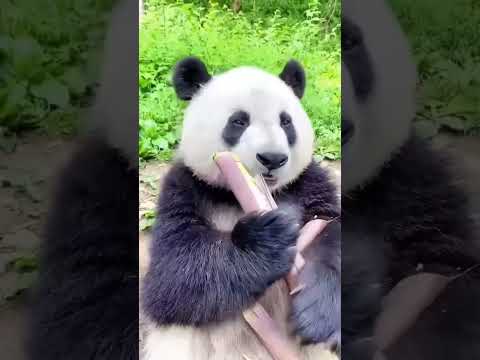 🐼Белая панда #wildlife