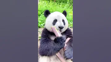 🐼Белая панда #wildlife