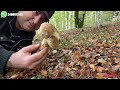 🍄 Nelle Montagne Calabresi tra funghi Porcini e Tagliatelle fatte in Casa